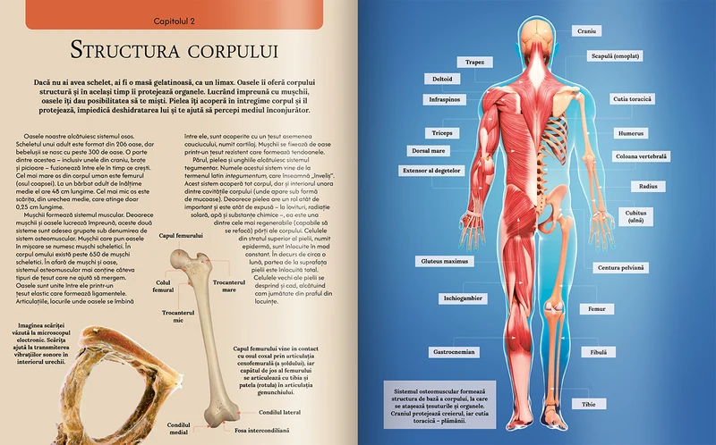 Extraordinara enciclopedie a corpului uman 2